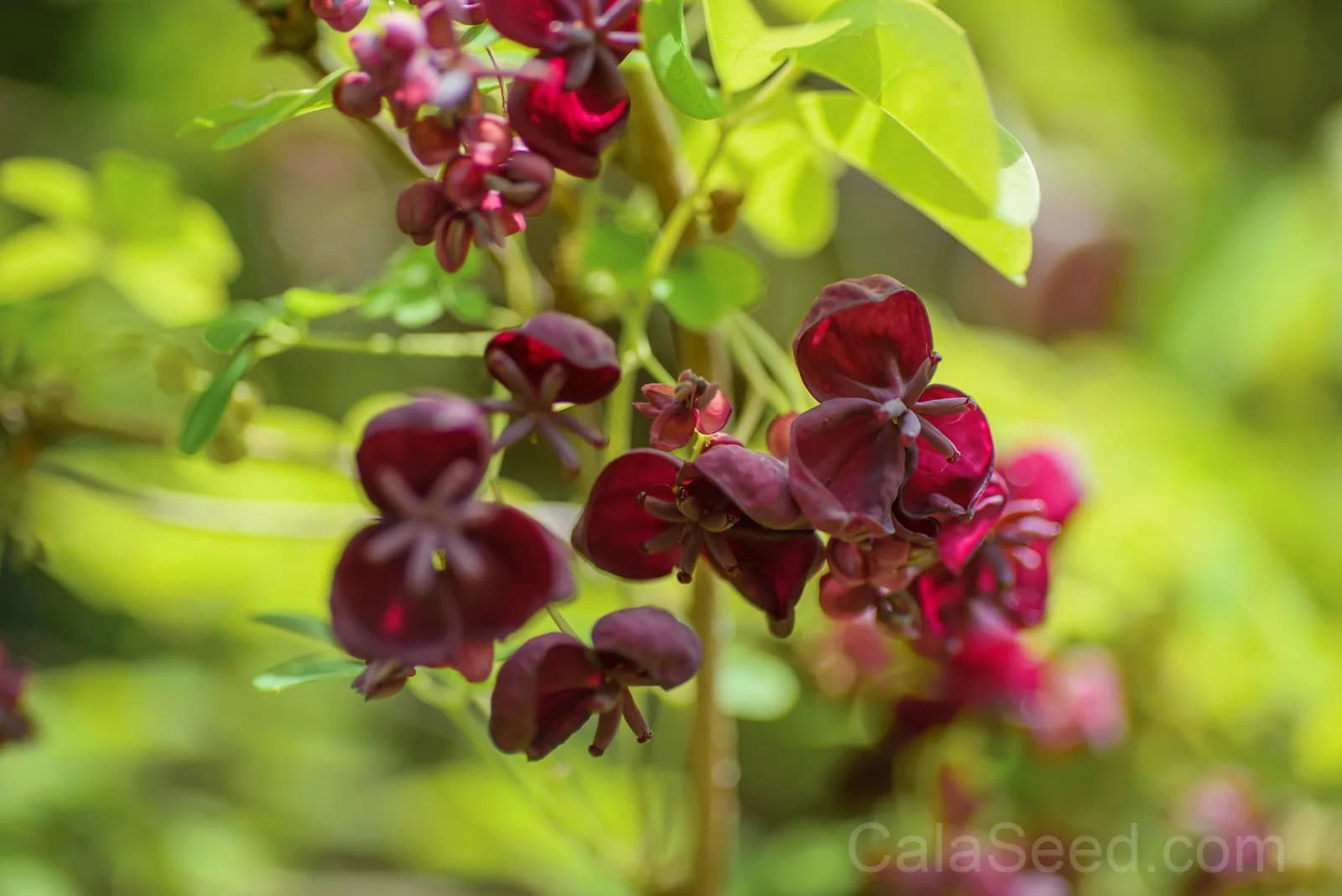 Chocolate Vine 'Akebia Trifoliata' Seeds — Edible Ornamental Climber - View 4
