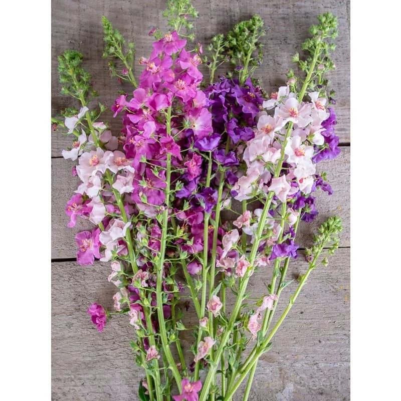 Verbascum Mix Seeds — Hardy Perennial Wildflower Blend - Main