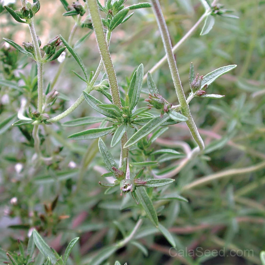 Summer Savory Seeds — Peppery Herb for Gardens - Main