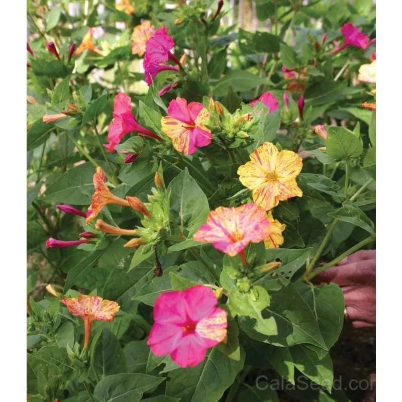 Stars and Stripes Mirabilis Seeds — Patriotic Bicolor Blooms - Alt
