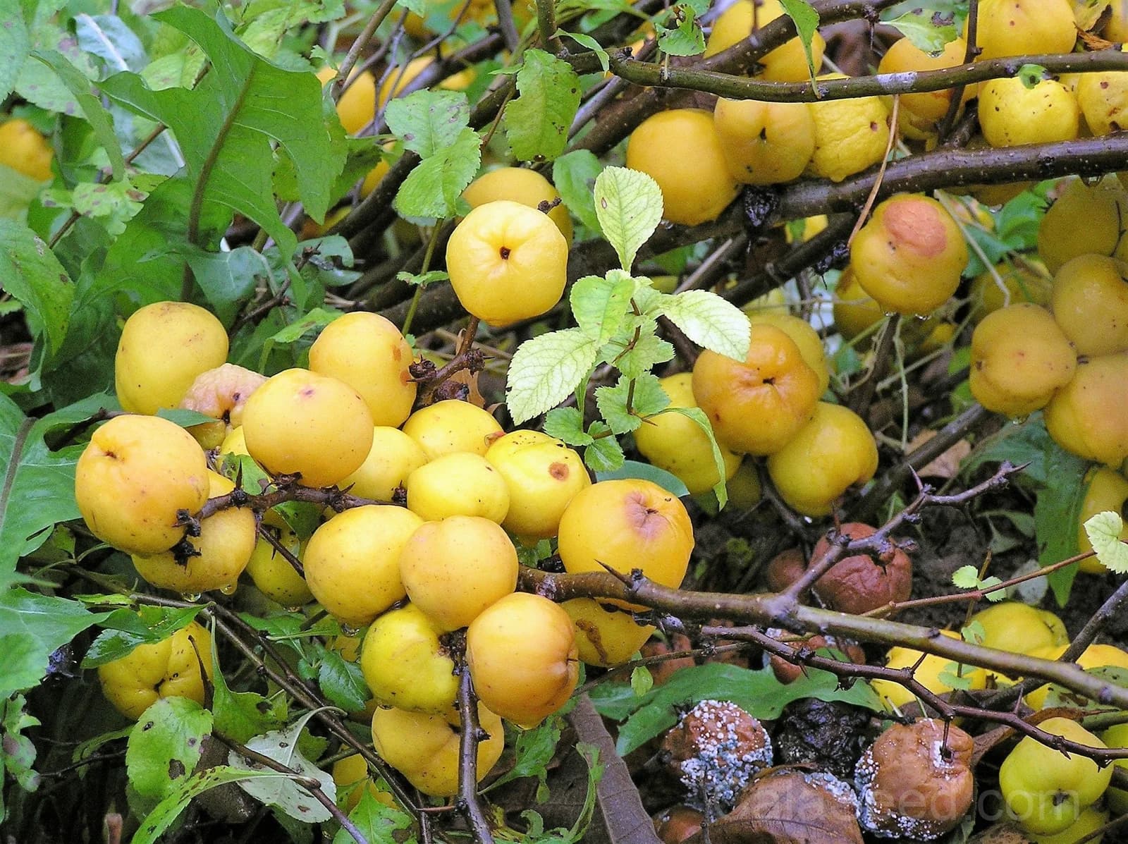 Red Flowering Dwarf Quince 'Chaenomeles Japonica' Seeds — Scarlet Ornamental Shrub - Main