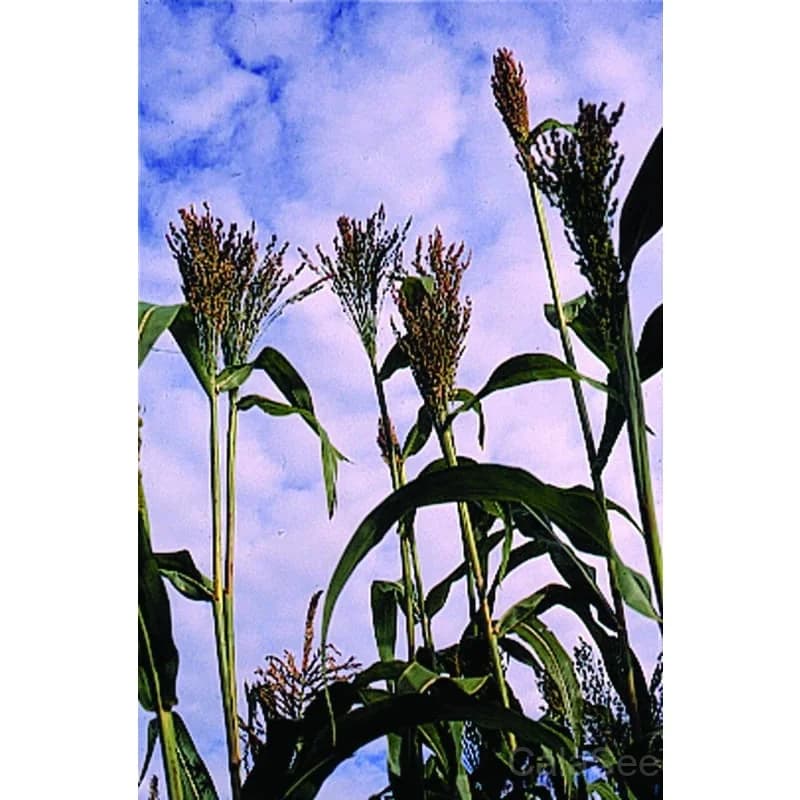 Broom Corn 'Mixed' Seeds — Ornamental Grain for Dried Arrangements - View 3