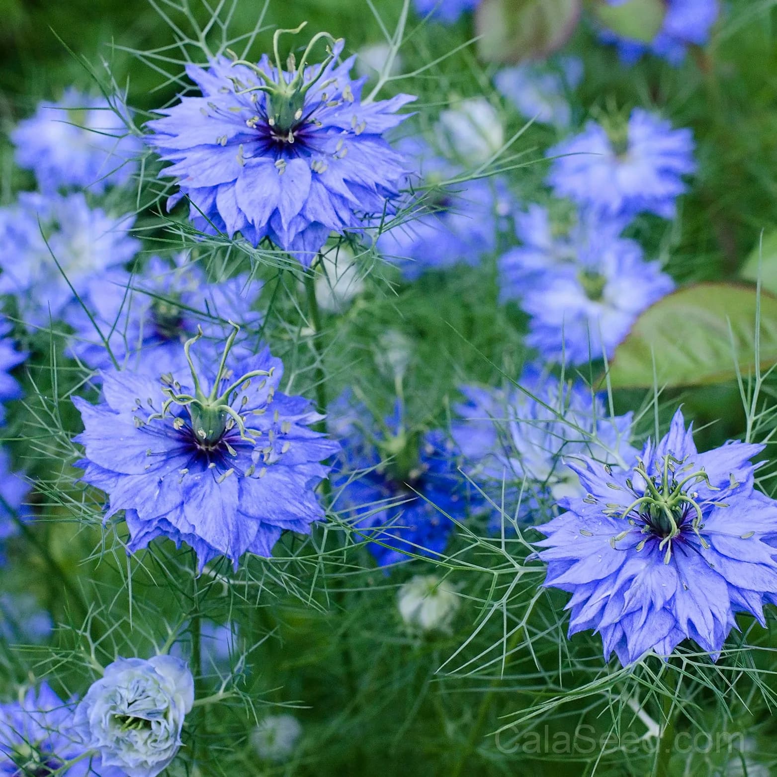 Black Cumin 'Nigella Sativa' Seeds — Ancient Medicinal Herb - Main