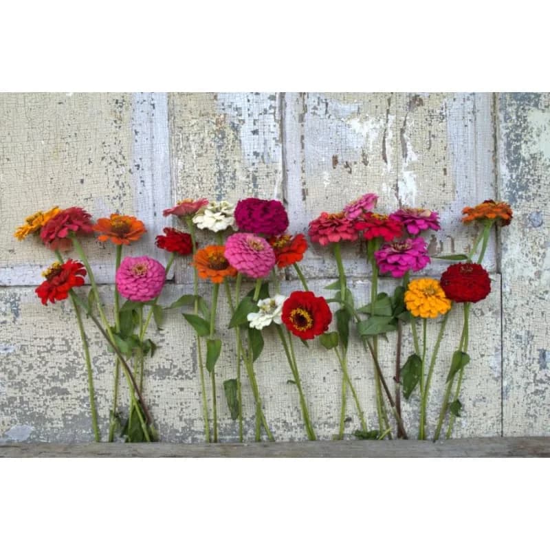 Cut and Come Again Zinnia Seeds — Continuous Blooms All Season - Alt