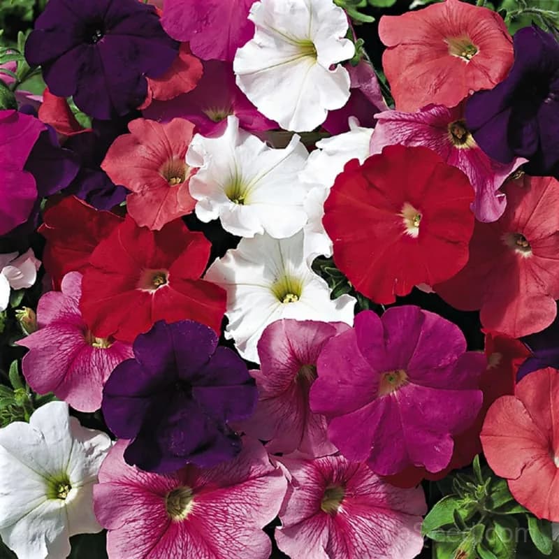 Hurrah Mix Petunia Seeds — Vibrant Annual Flower Blend - Main