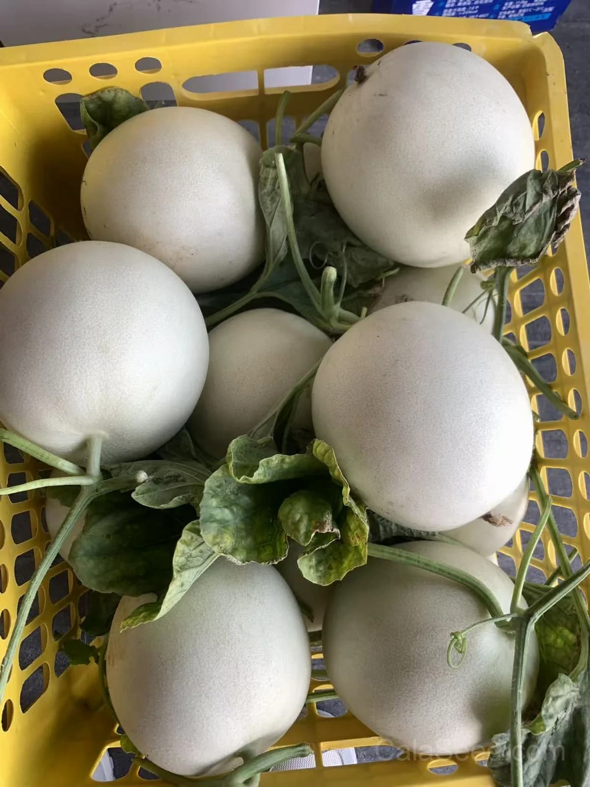Honeydew 'Green Flesh' Melon Seeds — Sweet Summer Fruit - View 2
