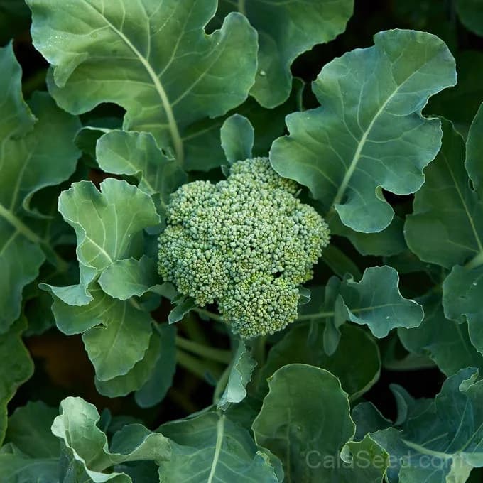 Waltham 29 Broccoli Seeds — Cold-Tolerant Heirloom Variety - Alt