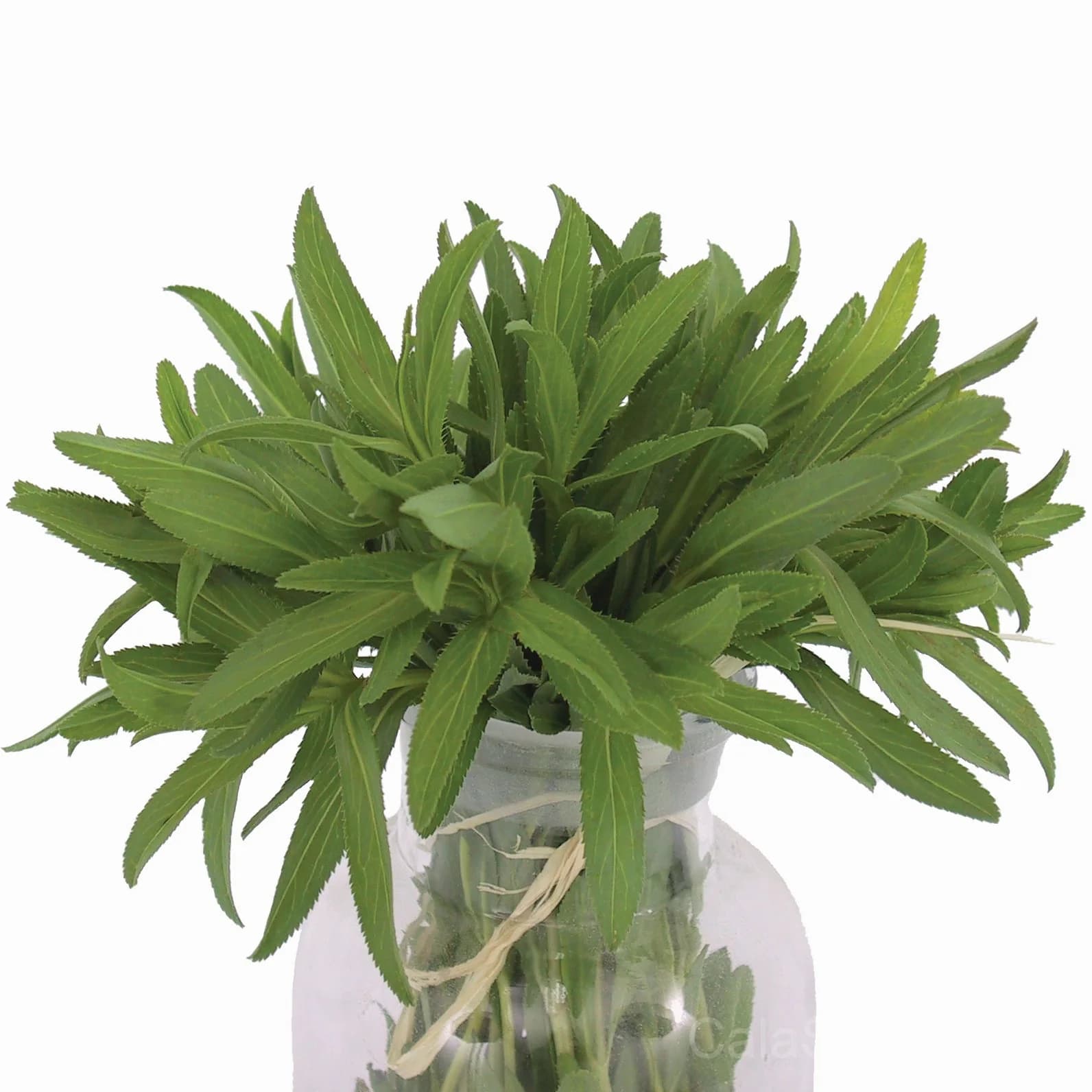 Mexican Tarragon Seeds — Licorice-Flavored Perennial Herb - Main