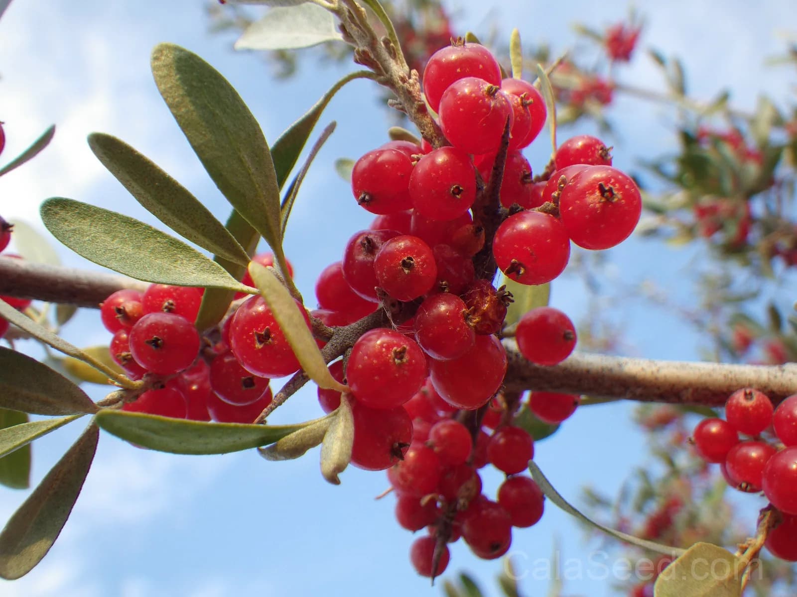 Silver Buffaloberry 'Shepherdia Argentea' Seeds — Native Red Berry Shrub - View 3