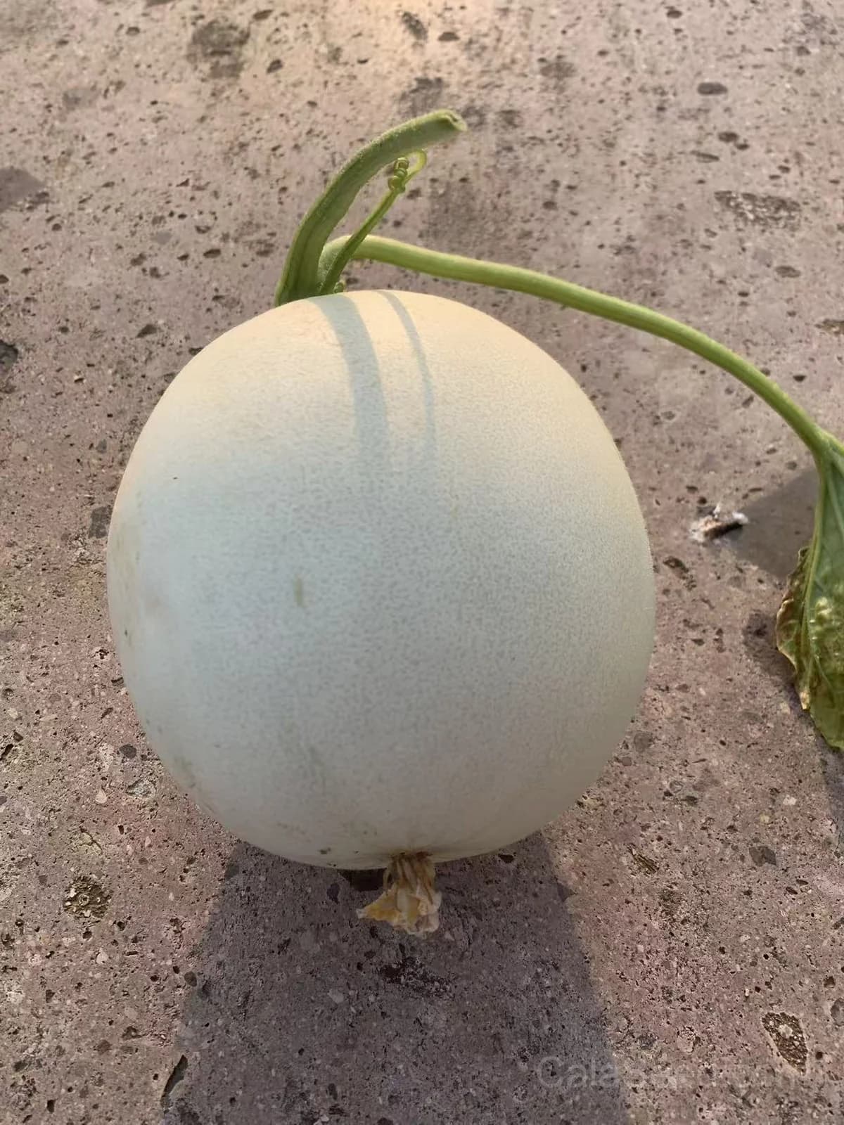 Honeydew 'Green Flesh' Melon Seeds — Sweet Summer Fruit - View 4