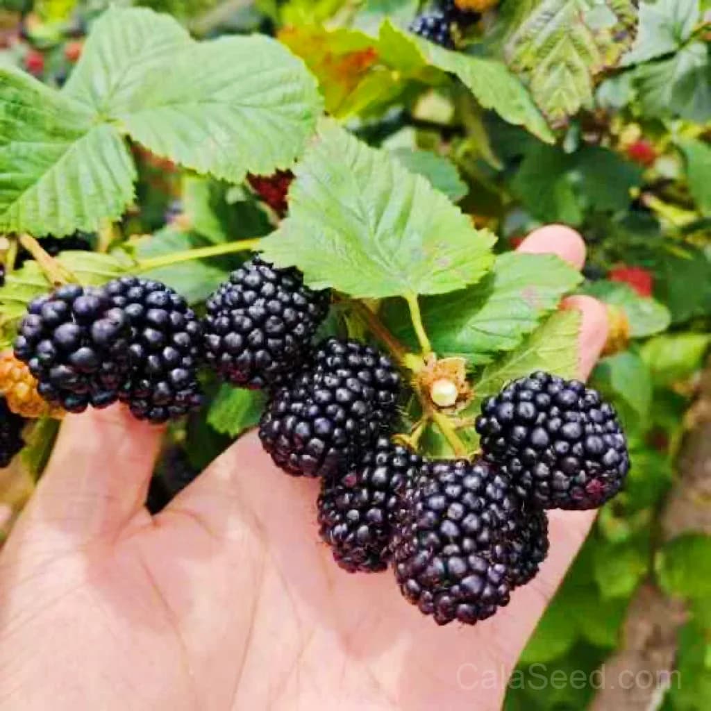 Raspberry 'Black Jewel' Seeds — Dark Berry High-Yield Fruit - View 5