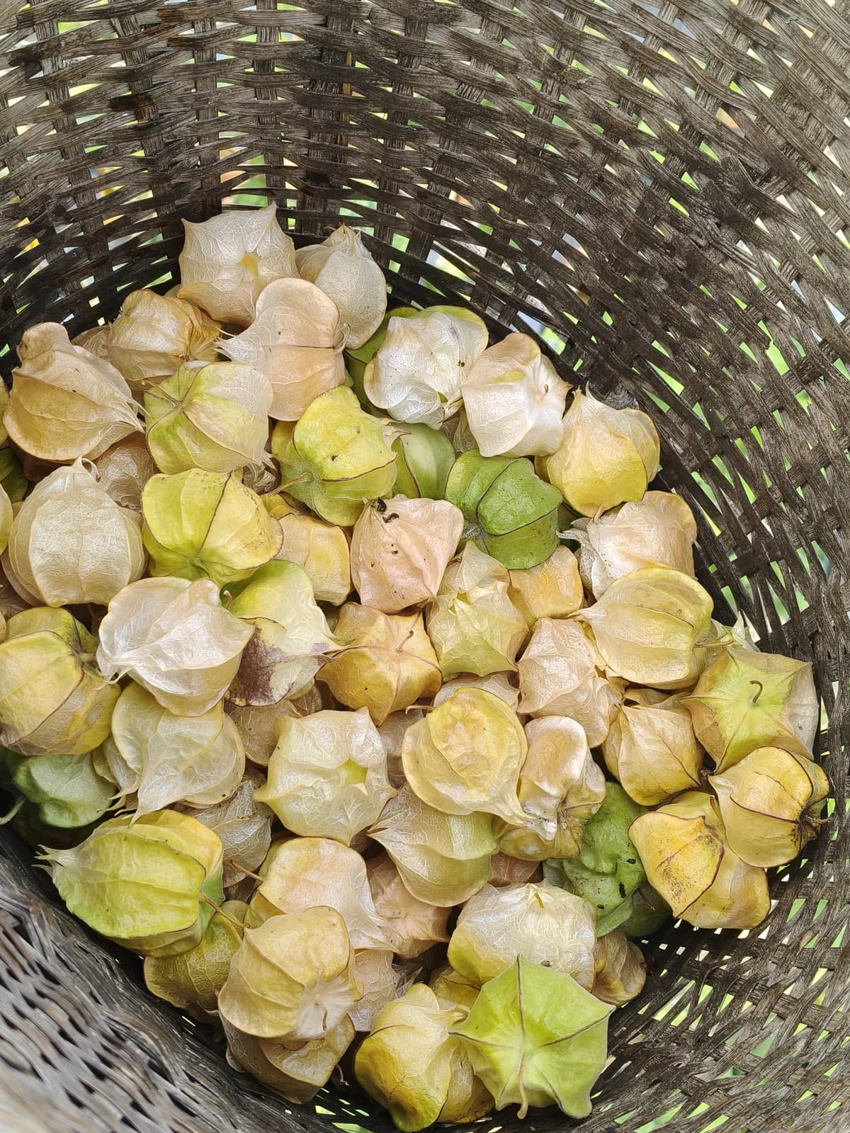 Pineapple Tomatillo 'Yellow Ground Cherry' Seeds — Sweet Tropical Fruit Vine - View 6