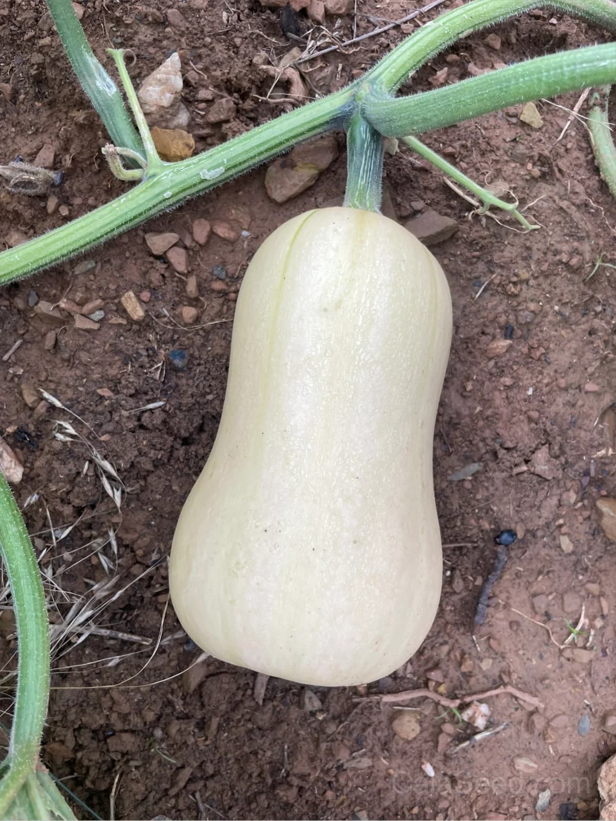 Waltham Butternut Squash Seeds — Classic Organic Winter Squash - View 7