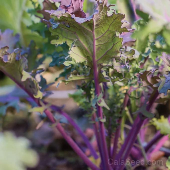 Kale 'Storm Blend' Seeds — Cold Hardy Leafy Greens - Main