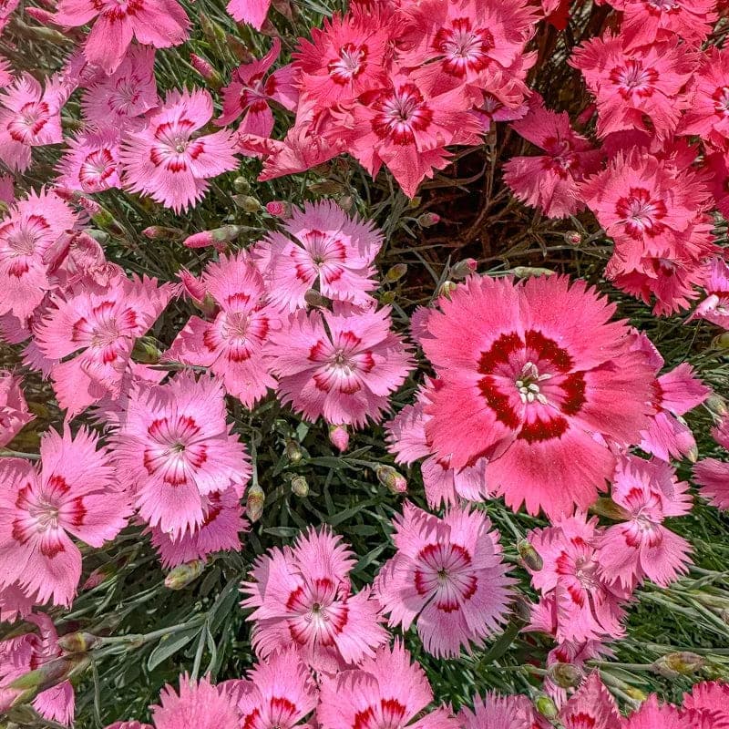 Flavora Rose Shades Dianthus Seeds — Bicolor Fragrant Blooms - View 3