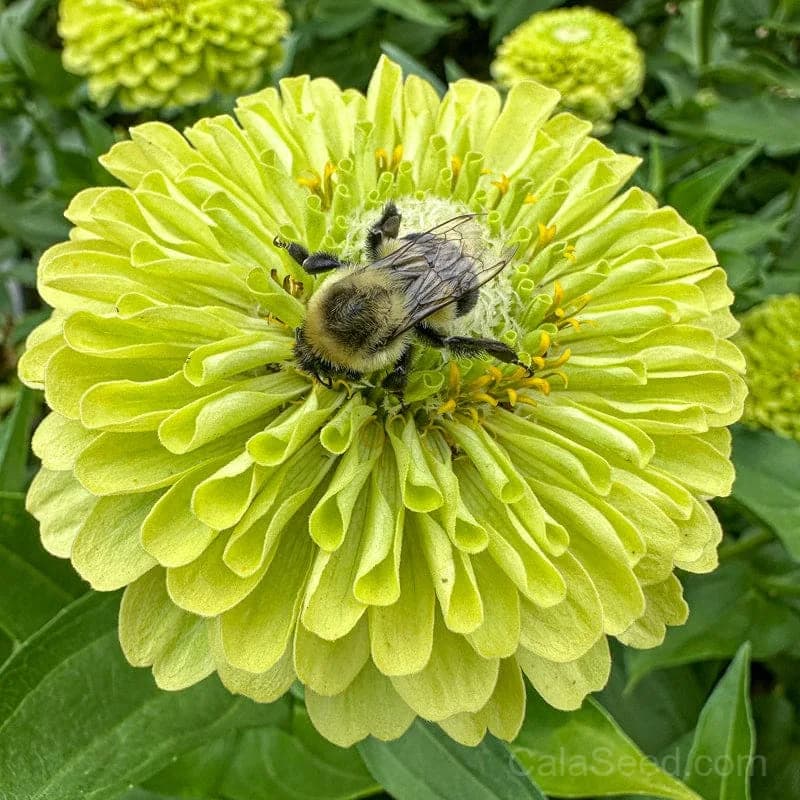 Giant Lime Zinnia Seeds — Vibrant Chartreuse Blooms - Main