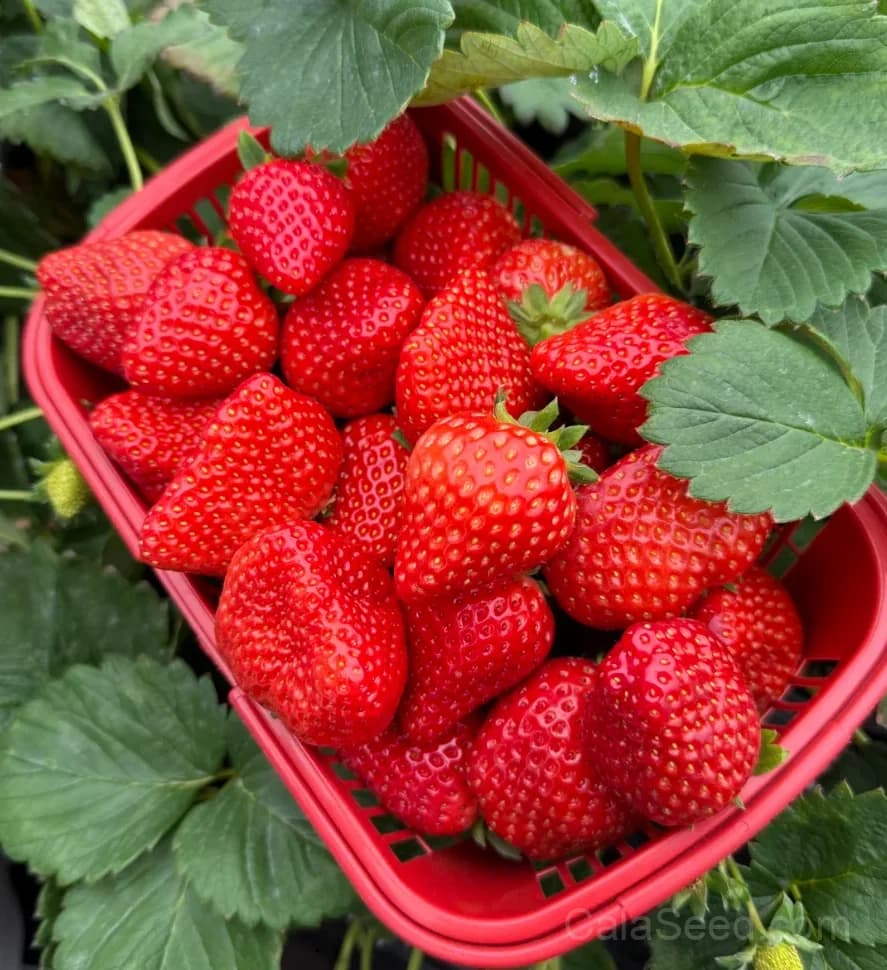 Kaorino Strawberry Seeds – Sweet, Fragrant, High Germination & Easy to Grow - View 4