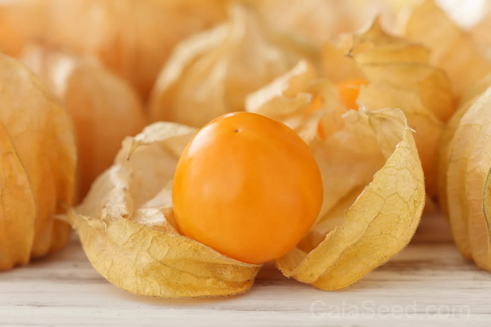 Peruvian Ground Cherry 'Physalis Peruviana' Seeds — Sweet Cape Gooseberry Fruit - View 2