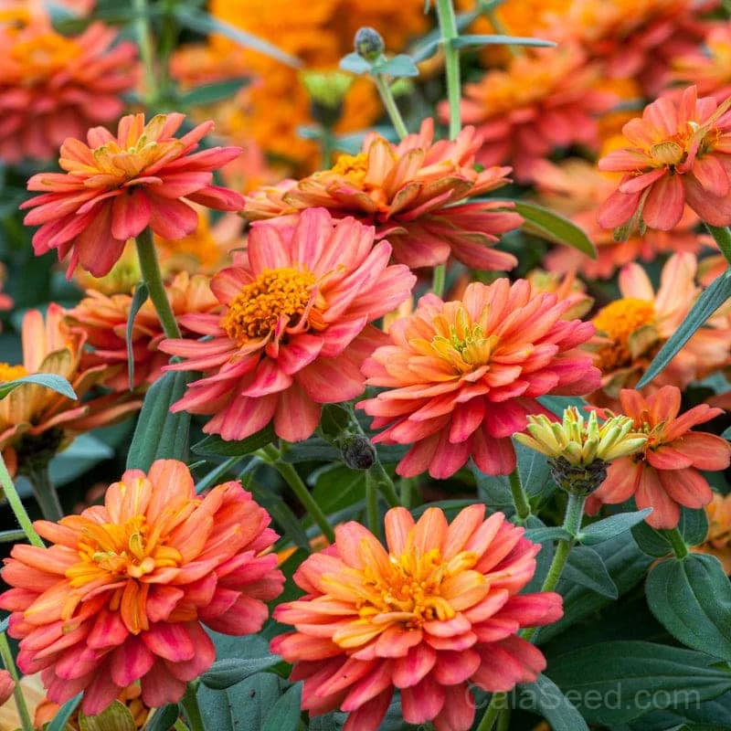 Profusion Double Deep Salmon Zinnia Seeds — Abundant Double Blooms - View 3
