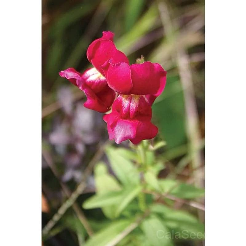 Brighton Rock Snapdragon Seeds — Vibrant Tall Flower Spikes - Alt