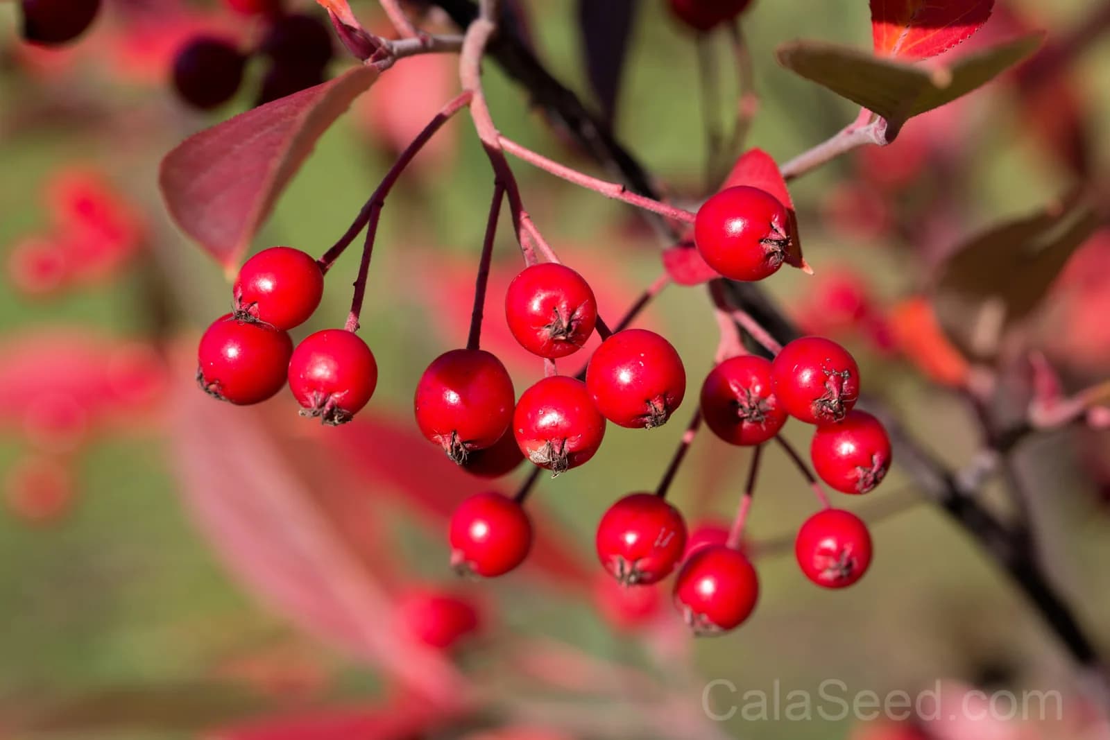Red Chokeberry 'Aronia Arbutifolia' Seeds — White Flowers Edible Fruit - Main