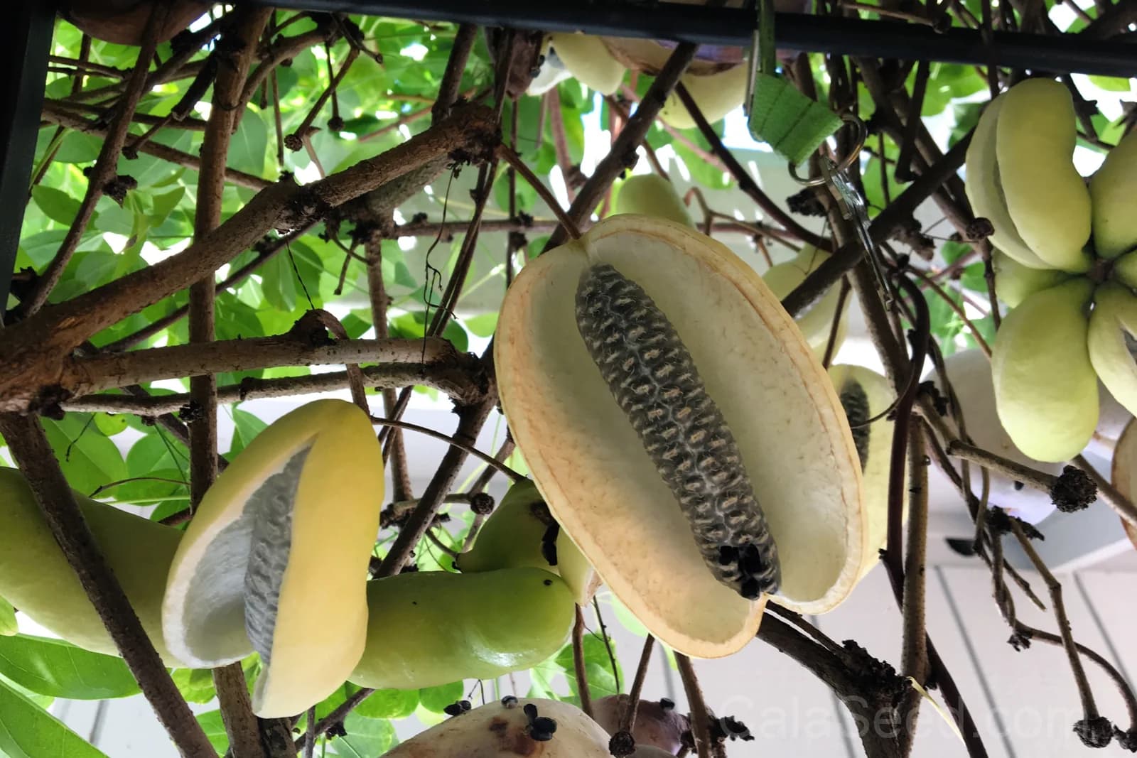 Chocolate Vine 'Akebia Trifoliata' Seeds — Edible Ornamental Climber - View 7