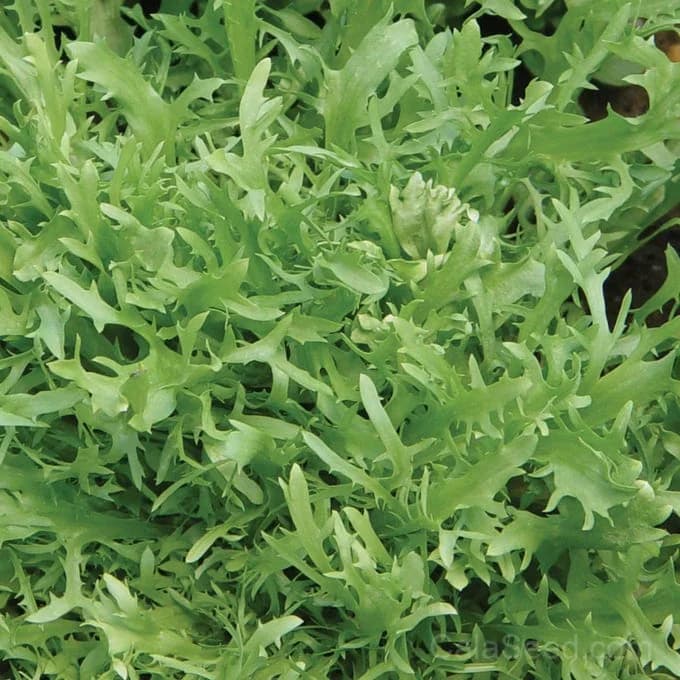 Galia Frisse Curly Endive Seeds — Crisp French Heirloom Salad Green - Main