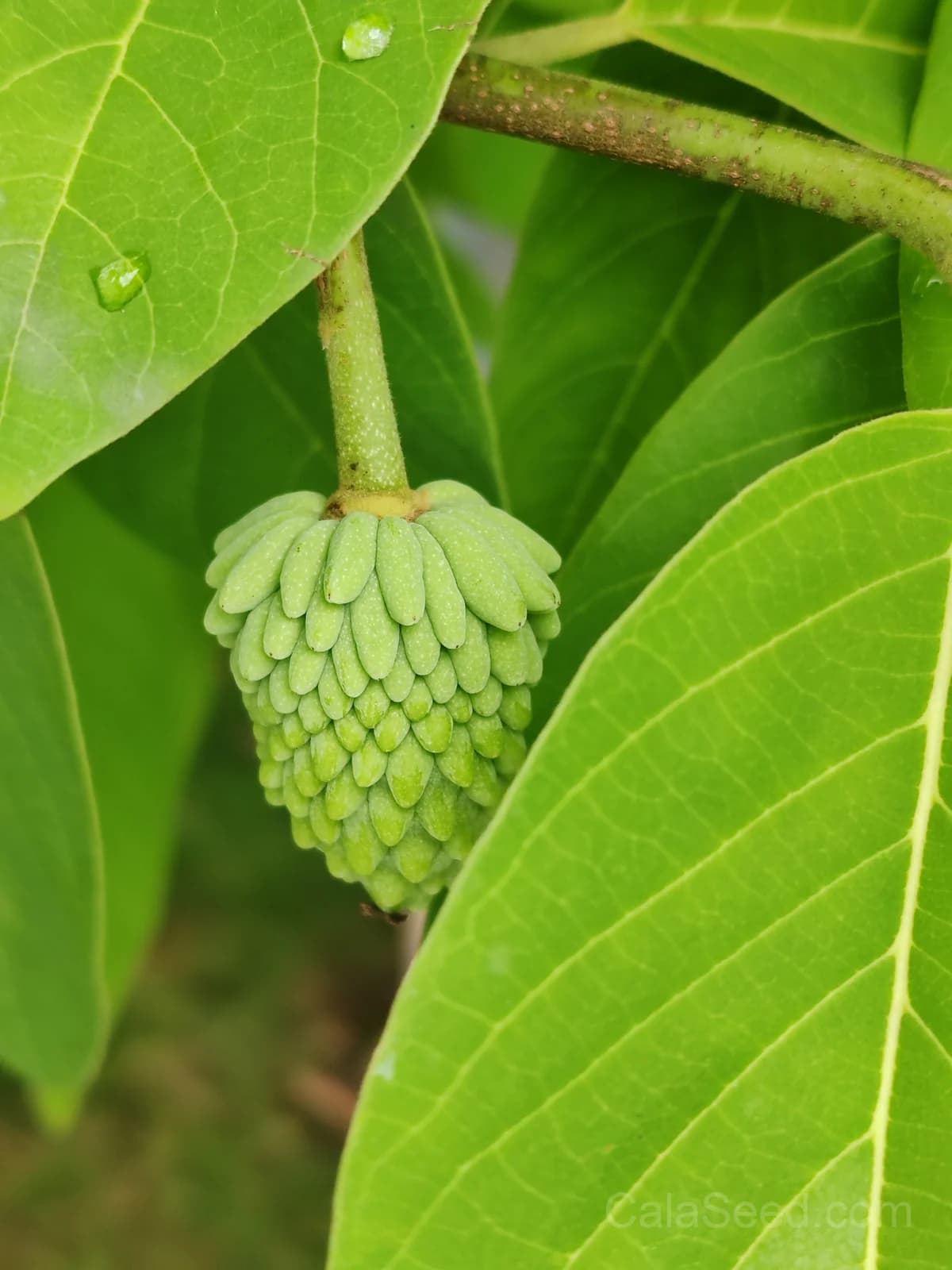 Custard Apple 'African Pride' Seeds — Sweet Tropical Fruit - View 7