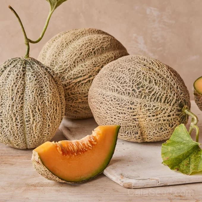 Cantaloupe 'Hearts of Gold' Seeds — Sweet Aromatic Melon - Main