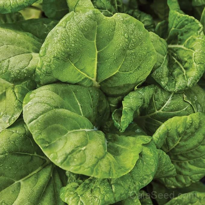 Toy Choi Pak Choi Seeds — Compact Chinese Cabbage - Alt