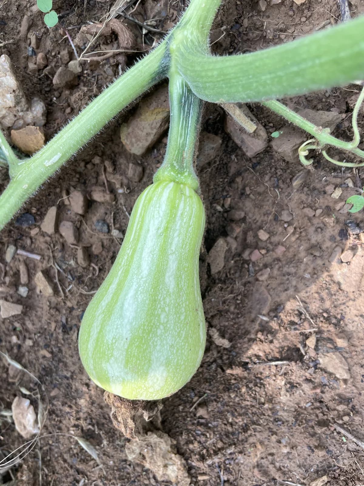 Waltham Butternut Squash Seeds — Classic Organic Winter Squash - View 5