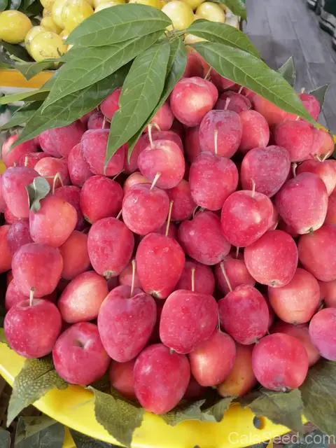 Sargent Crab Apple 'Malus Sargentii' Seeds — White Red Hummingbird Flowers - View 8