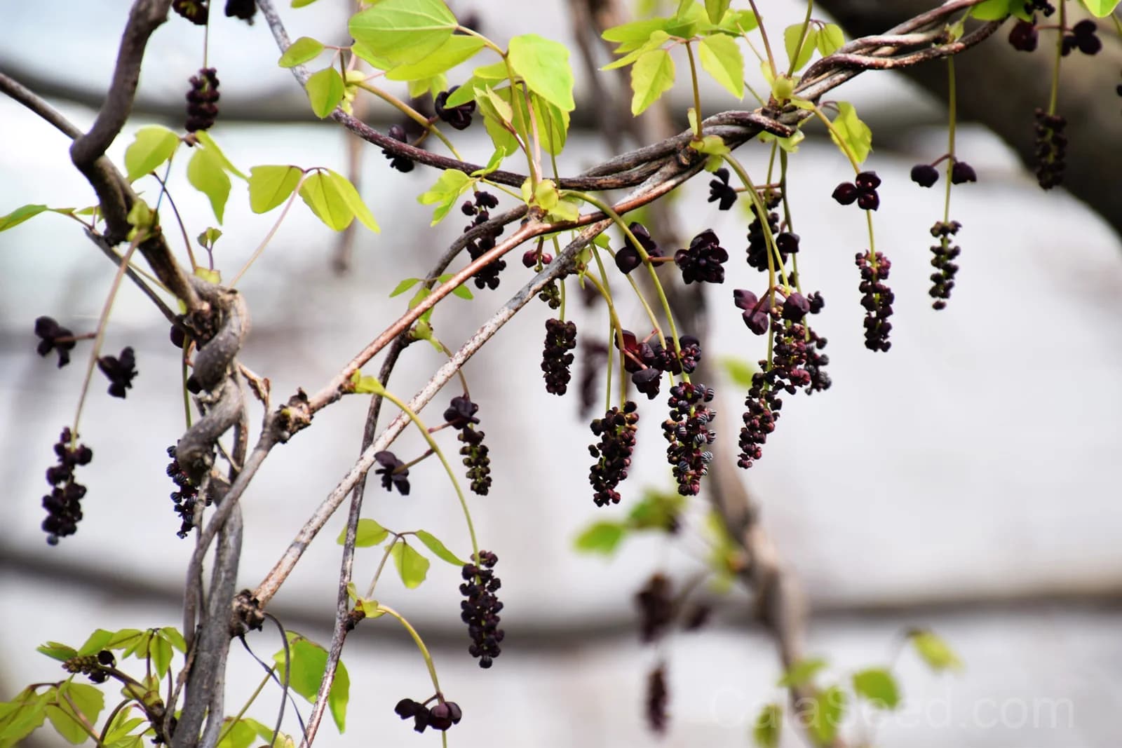 Chocolate Vine 'Akebia Trifoliata' Seeds — Edible Ornamental Climber - View 5