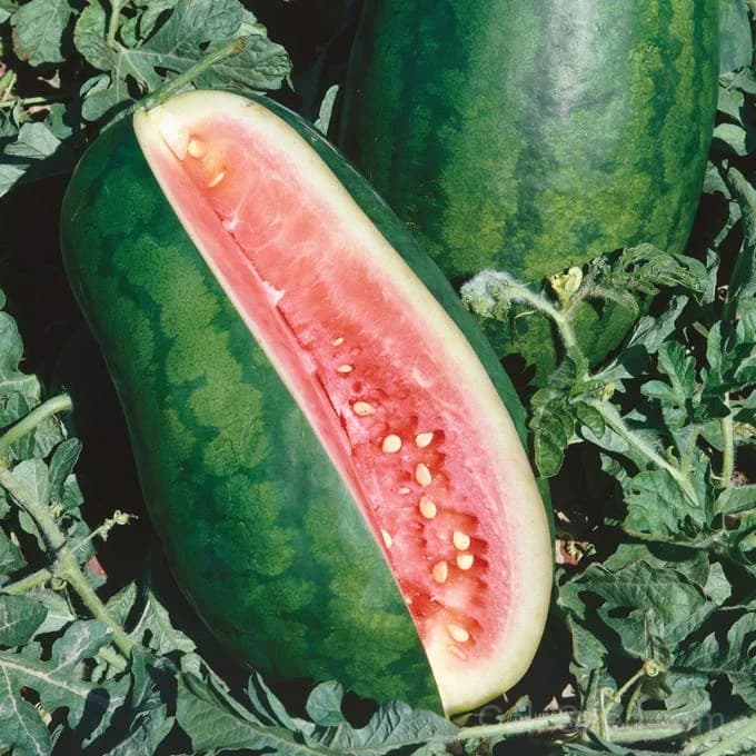 Congo Watermelon Seeds — Sweet Red Heirloom Fruit - Main