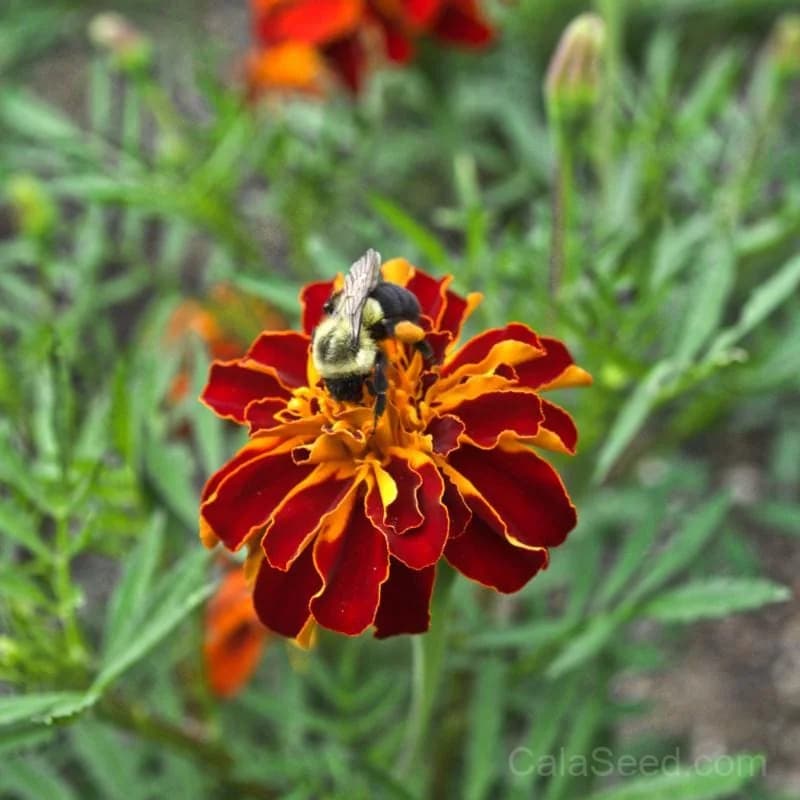 Safari Red Marigold Seeds — Vibrant Heat-Tolerant Blooms - Main