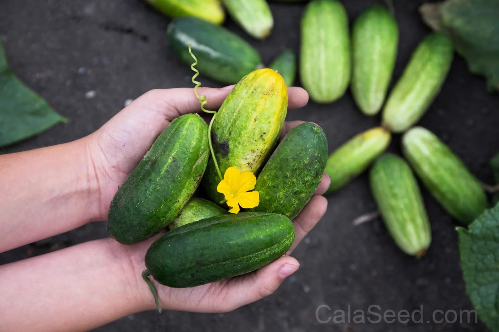 Boston Pickling Cucumber Seeds — Heirloom Gherkin Vegetable - View 2