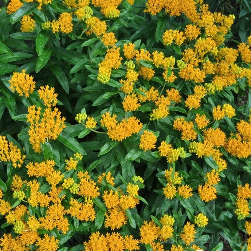 Hello Yellow Milkweed Seeds — Native Pollinator Perennial - View 3