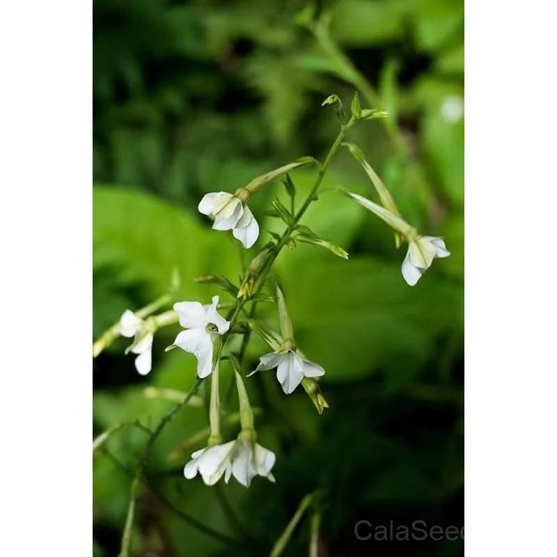 Only the Lonely Nicotiana Seeds — Fragrant Night-Blooming Flower - Alt
