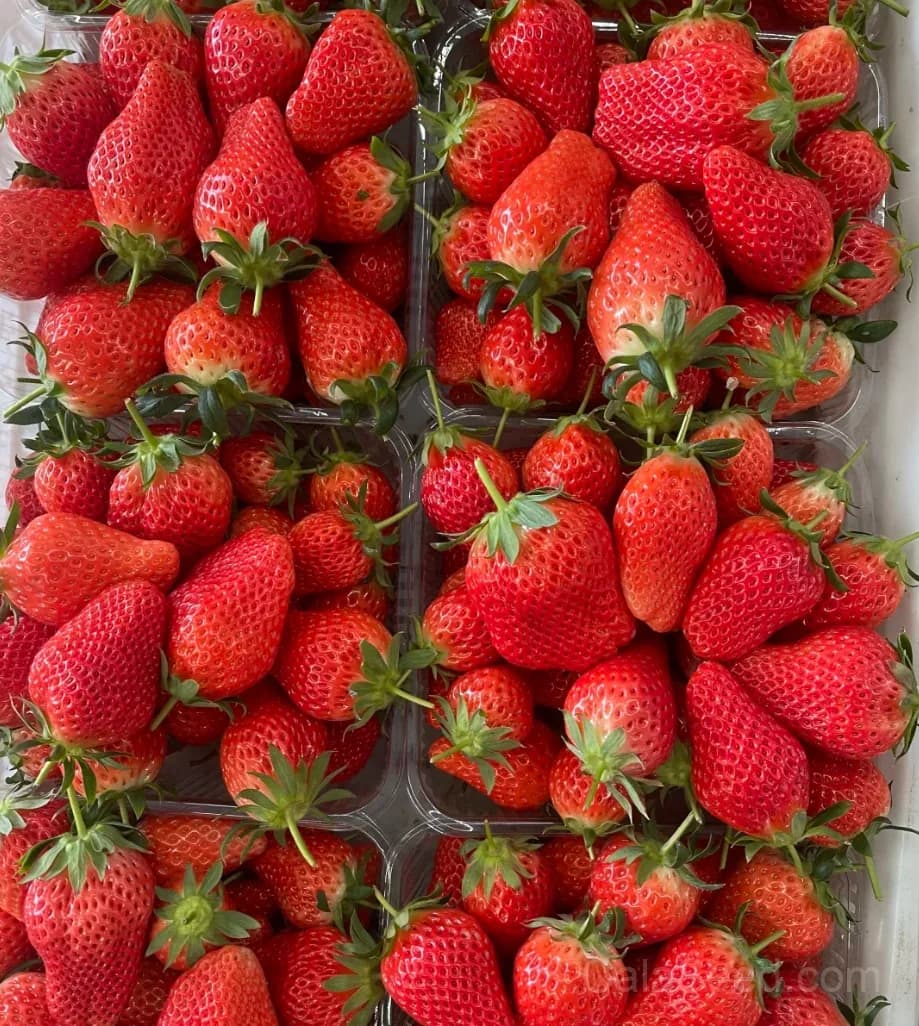 Sweet Strawberry Seeds – Juicy, High Germination & Easy to Grow - View 4