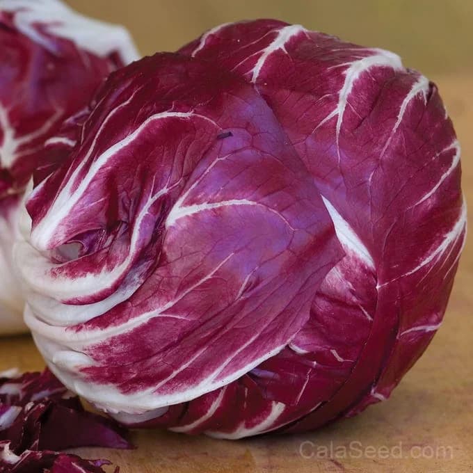 Red Verona' Chicory Seeds — Bitter Radicchio Heirloom - Main