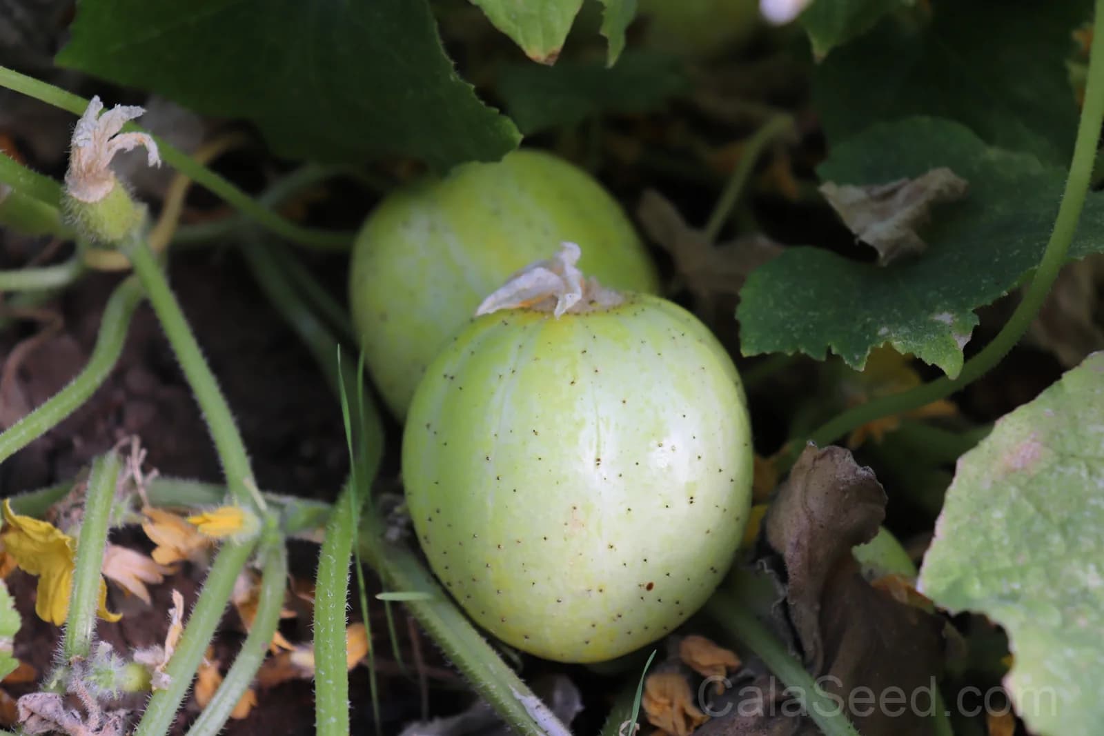 Lemon Cucumber Seeds — Yellow Heirloom Fruit Vegetable - View 6