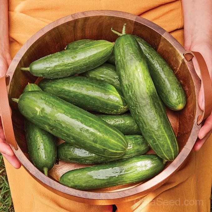 Bragger Cucumber Seeds — High-Yield Garden Favorite - Alt