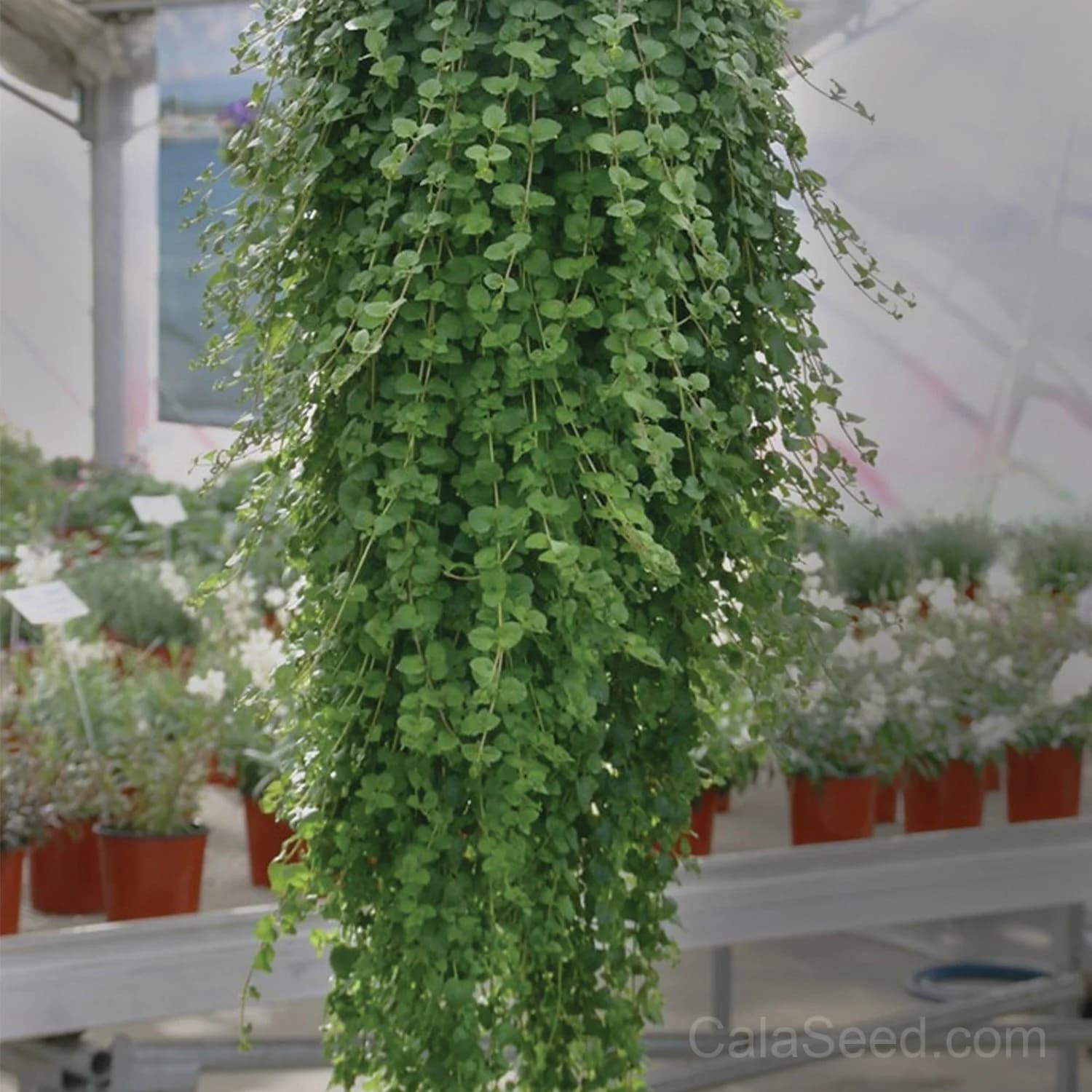 Yerba Buena Seeds — Aromatic Mint for Teas - Main