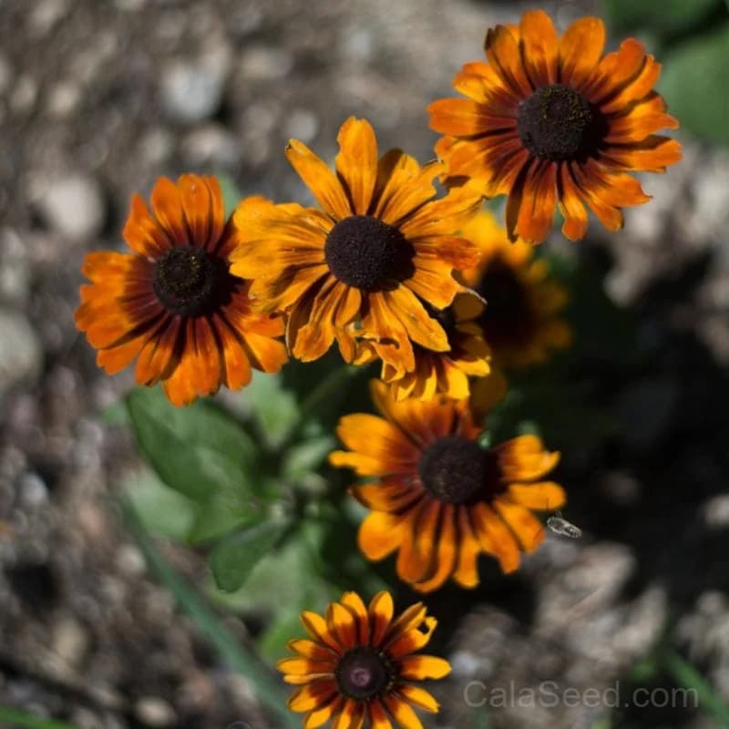 Toto Rustic Colors Rudbeckia Seeds — Native Wildflower Mix - Main
