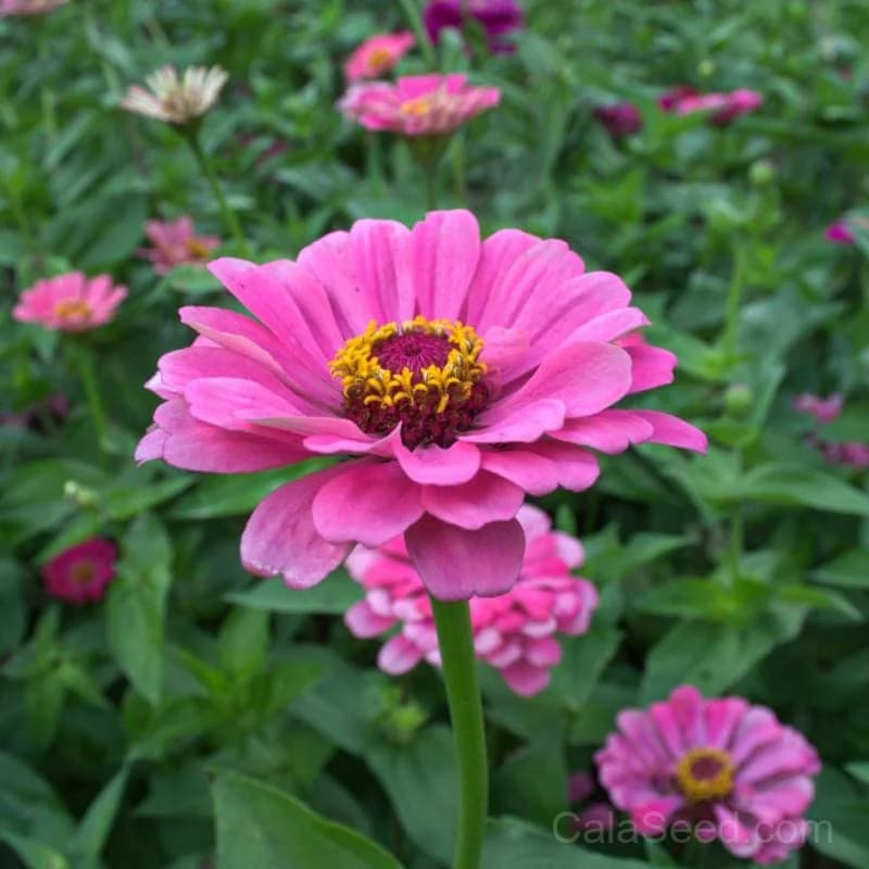 Miss Willmott Zinnia Seeds — Heirloom Elegance in Every Bloom - Main