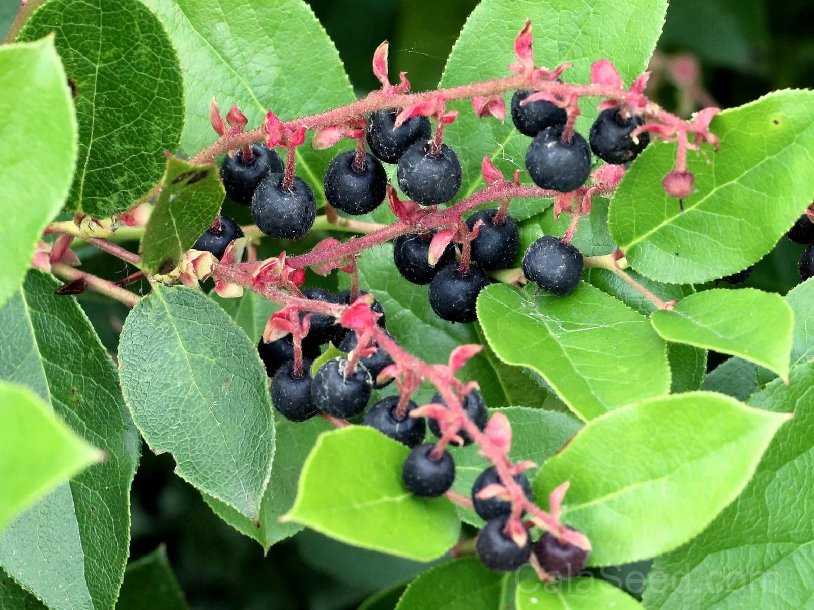 Salal Berry 'Gaultheria Shallon' Seeds — Pink White Flowers Blue Fruit - Main