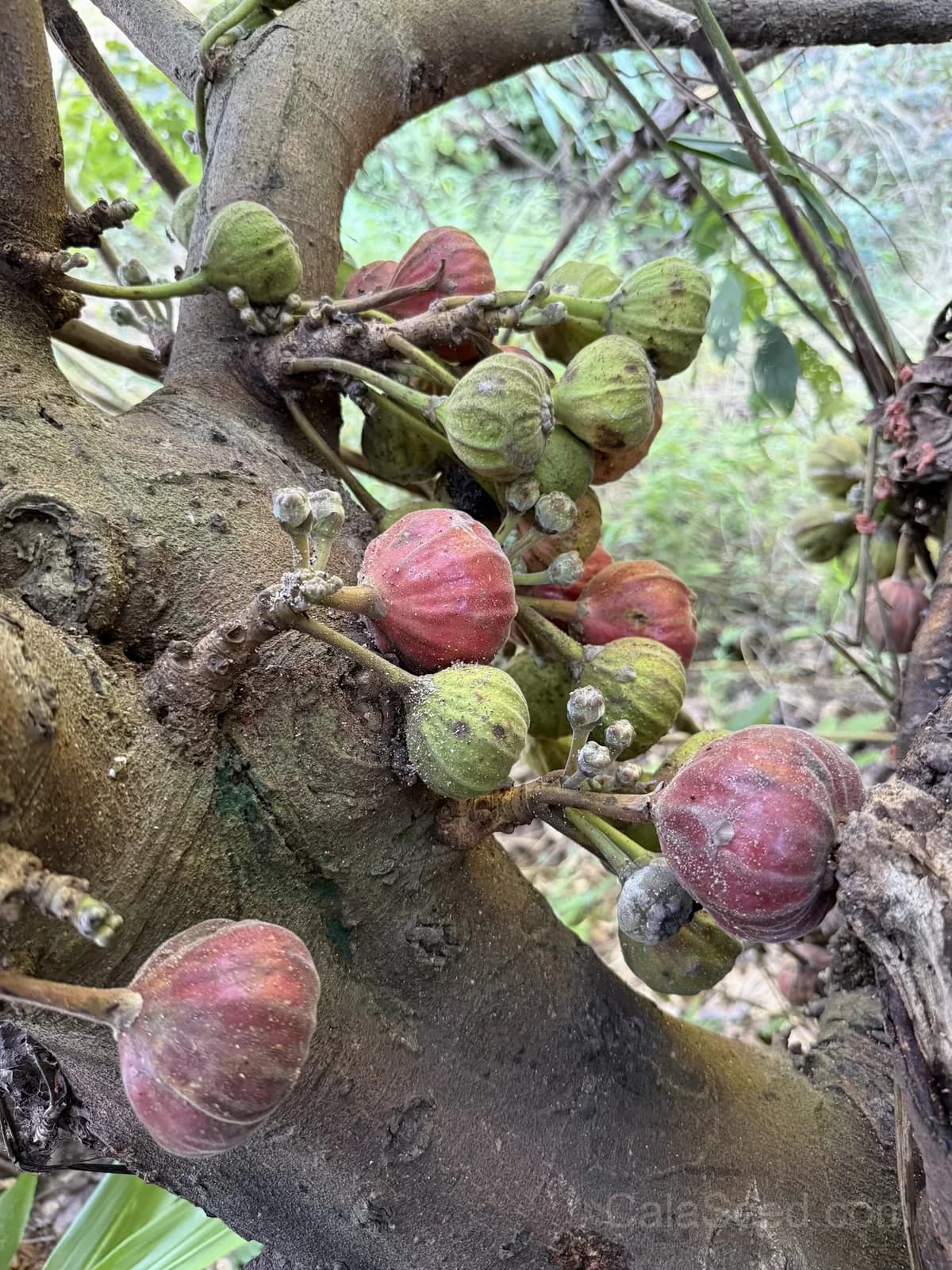 Fig 'Purple' Seeds — Sweet Ornamental Fruit - View 7