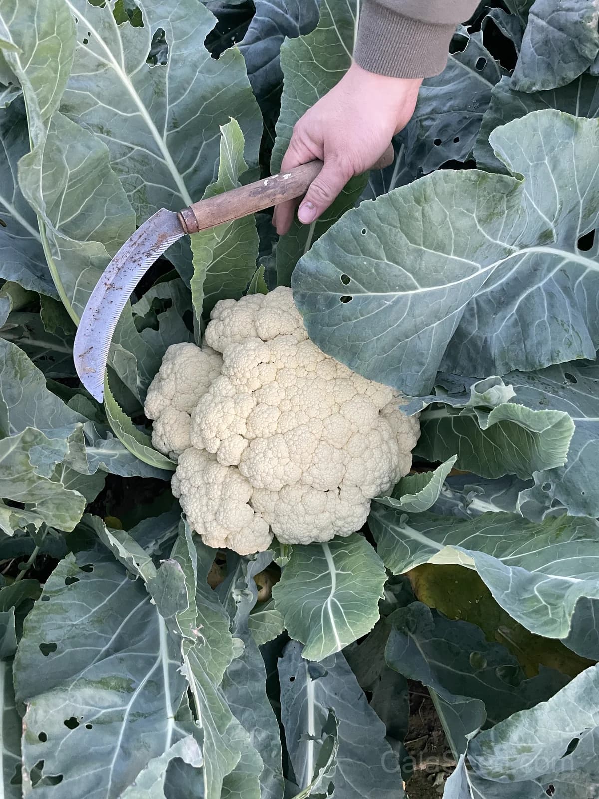 Snowball Y Cauliflower Seeds — Self-Blanching White Heads - View 5