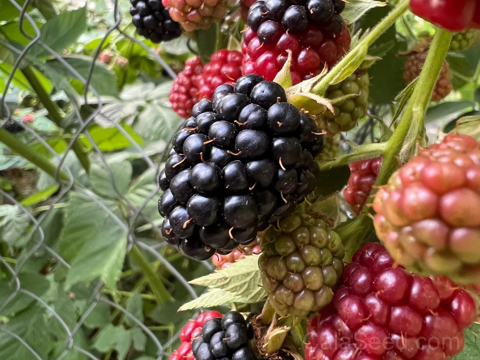 Blackberry 'Allegheniensis' Seeds — Native Wild Fruit Bush - View 6