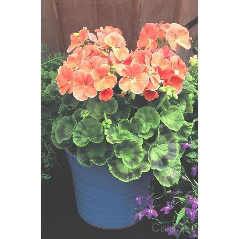 Multibloom Salmon Geranium Seeds — Continuous Blooming Flower - View 2
